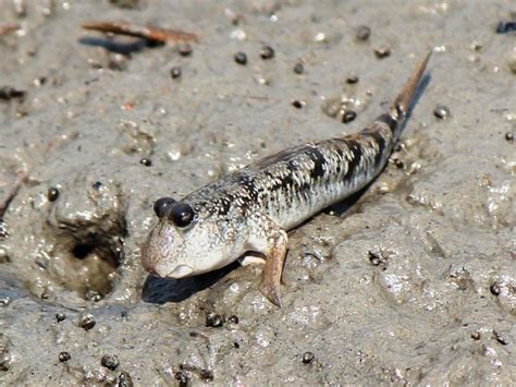 Mudskippers Fish That Live On Land And In Water Owlcation