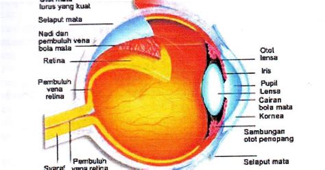 Anatomi Mata Manusia Dan Fungsinya Riset