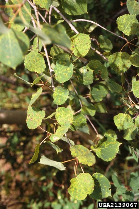 Marssonina Leaf Spot Marssonina Tiliae On Linden Tilia