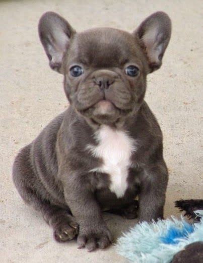 One of the cutest of all dog breeds has to be the teacup french bulldog. French Bulldog Info, Size, Temperament, Lifespan, Puppies ...