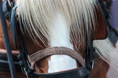 Photosensitization In Horses Symptoms Causes Diagnosis Treatment