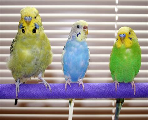 English Budgie Left As Compared To Wild Type Budgerigars