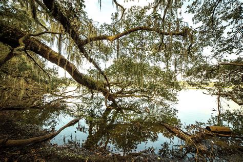 Oak Limbs Along A Lake Photograph By Ryan Stoddard Fine Art America