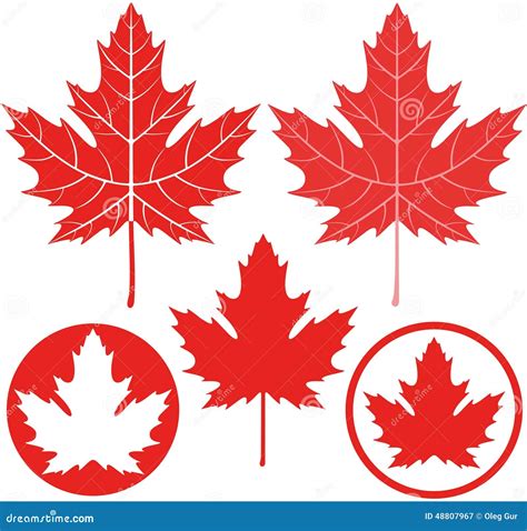 Maple Leaf Vector Vintage Engraved Illustration