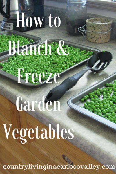 Blanch And Freeze Garden Vegetables Peas Carrots Beans