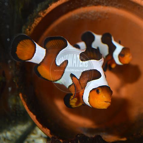 Check spelling or type a new query. Amphiprion ocellaris "Fancy White" Clownfish - Shop ...