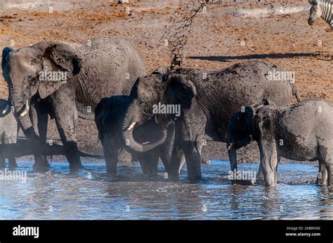 A Group Of African Elephants Loxodonta Africana Drinking And Taking A