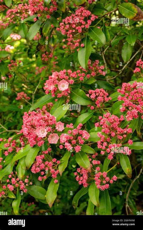 Profusely Flowering Kalmia Latifolia Pink Charm Mountain Laurel