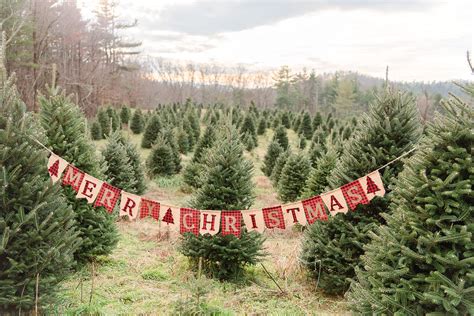 Christmas Tree Minis Circle C Tree Farms Boone Nc