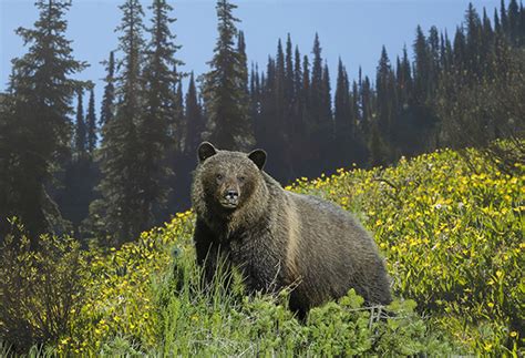 At Long Last In 2018 Grizzly Bears In Bc Will Awaken To A Springtime