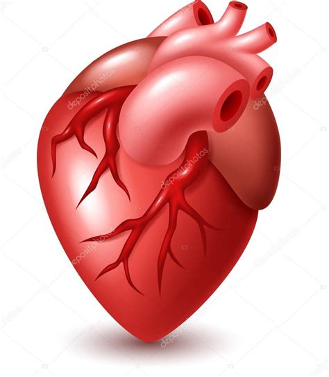 Ilustración De Corazón Humano — Vector De Stock © Fightingfear 85055010