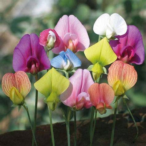 ‫زهرة البستان Sweet Peas Flowers زهور البازلاء الحلوه Facebook‬