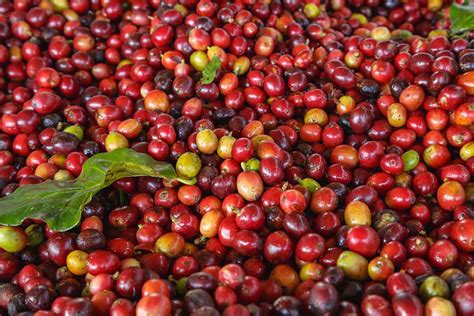 Discover Our Coffee Source Guji Bore Ethiopian Coffee Exporters Blog
