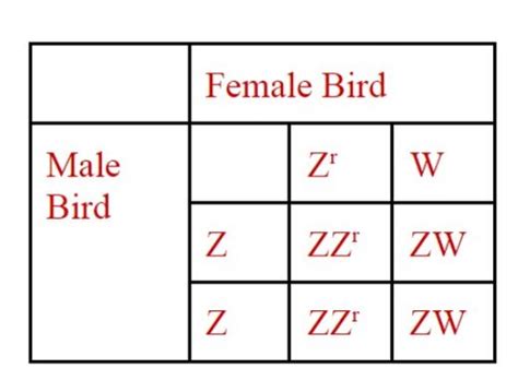 Ch 4 All About Sex Flashcards Quizlet