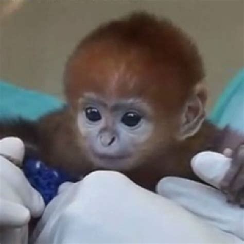 Pin By Darla Phillips On Pets Cute Baby Monkey Monkeys Funny Monkey