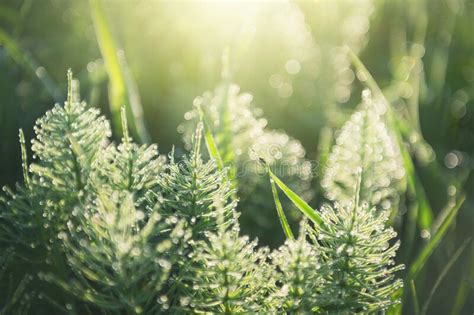 Wild Grass With Morning Dew At Sunrise Stock Photo Image Of Field