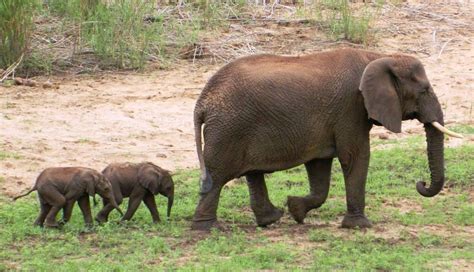 Special Delivery Rare Set Of Elephant Twins Born In South Africa The