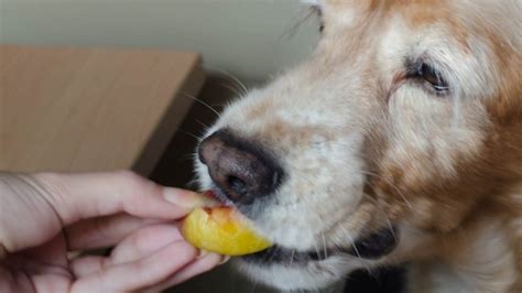 This is because their digestive system is not as well developed as for humans and herbivores. Can Dogs Eat Guava? Here's why Guava is the Best Fruit ...