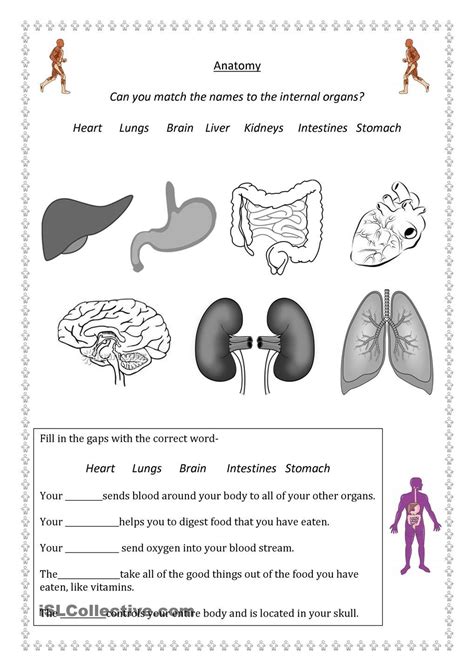 Organ System Overview Worksheet