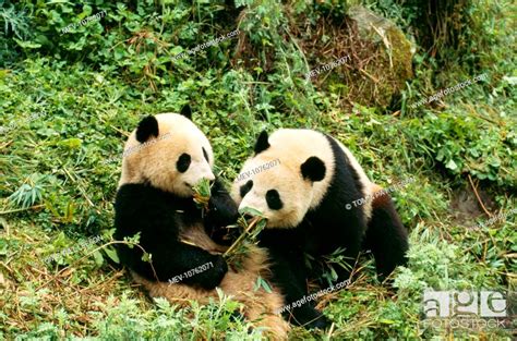 Giant Pandas Two Young Feeding Ailuropoda Melanoleuca Stock Photo