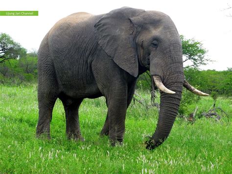Peneliti Ungkap Kemampuan Menghitung Gajah Asia Seperti Manusia