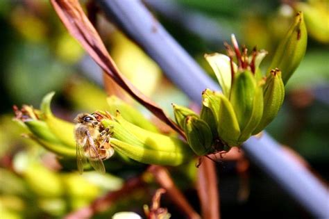 The pedicel is a smaller stalk. Pollination: The transfer of pollen from the male part of ...