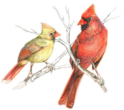 Extend two parallel curved lines to form the lower leg. Cardinal Drawing at GetDrawings | Free download