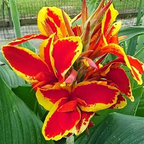 Amazon Com 2 Bulbs Lucifer Canna Lily Root Beautiful Red And Yellow