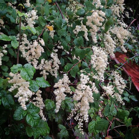 Hi, if you want to join a board, please mention in the (add a comment) section of any pin on the first board (add me) board which board(s). Holodiscus discolor "Oceanspray" - PNW native understory ...