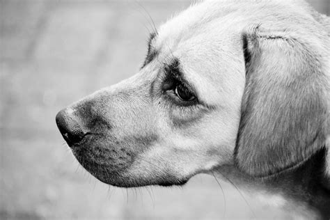 Grayscale Photo Of Dogs · Free Stock Photo