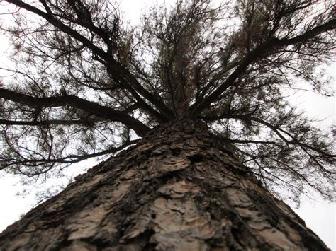 Tree Perspective 46 Free Stock Photo Public Domain Pictures