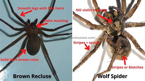 Brown Recluse Vs Wolf Spider 13 Differences To Identify Them