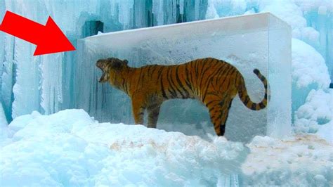 5 Animals Found Frozen In Ice Youtube