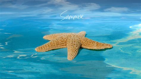 Download Summer Season Wallpaper By Lwilson59 Bing Free Wallpapers