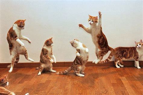 Cat Dance Funny Cats Funny Animals Cute Animals Dancing Cat Dancing