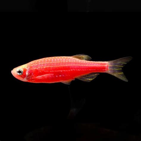 Glofishr Danio Rerio Tropical Fish For Freshwater Aquariums