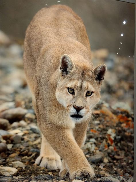 Cougar Big Cats Gorgeous Wild Hd Phone Wallpaper Peakpx