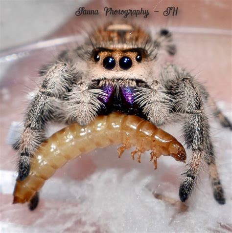 My Friend Breeds Jumping Spiders This Picture Was Too Cute Not To Share R Spiders