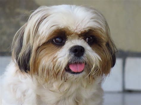 Shih Tzu Is This The Right Dog Breed For Me Petspyjamas