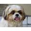 Shih Tzu  Is This The Right Dog Breed For Me / PetsPyjamas