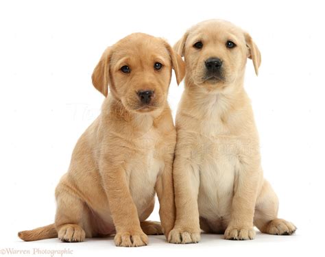 Dogs Two Cute Yellow Labrador Puppies Sitting Together Photo Wp47572