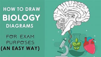 Biology Draw Easy Diagrams Drawings Way Class
