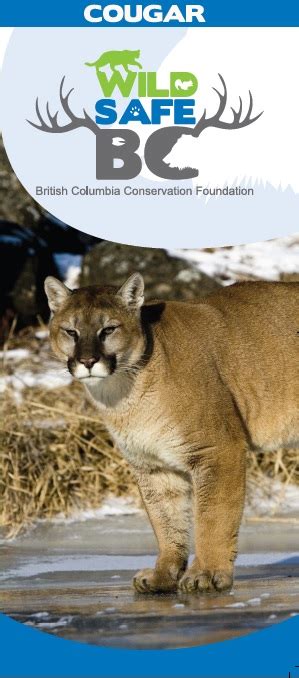 Cougar Awareness Squamish Lillooet Regional District
