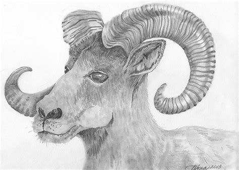 How To Draw A Big Horn Sheep Drawing Lessons Drawing Lessons Sheep