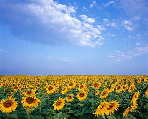 Front Range Sunflowers 2 Boulder Colorado Thomas Mangan