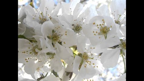 La purezza del bianco il bianco è il colore di molti splendidi fiori: FIORI BIANCHI PER TE - YouTube