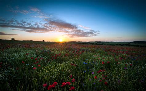 Picture Nature Fields Scenery Poppies Camomiles Sunrises And Sunsets