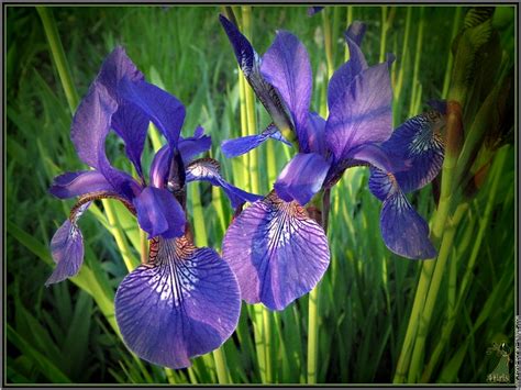 Imgp5230 Iris Bleu 2 Fleur Nature Fond Décran 1024x768