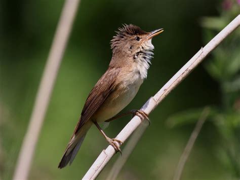 Birds Of The World Reed Warblers Acrocephalidae