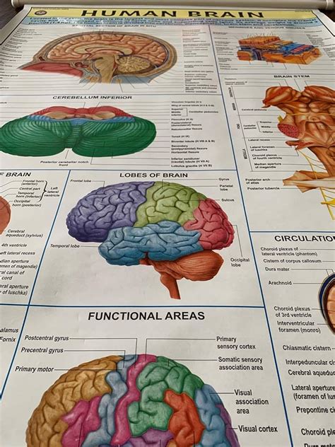 Anatomy Of The Brain Anatomical Chart Laminated Ph